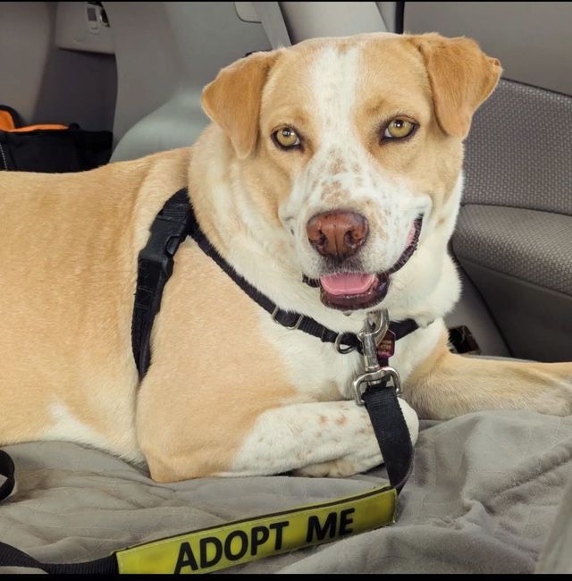 Adopt